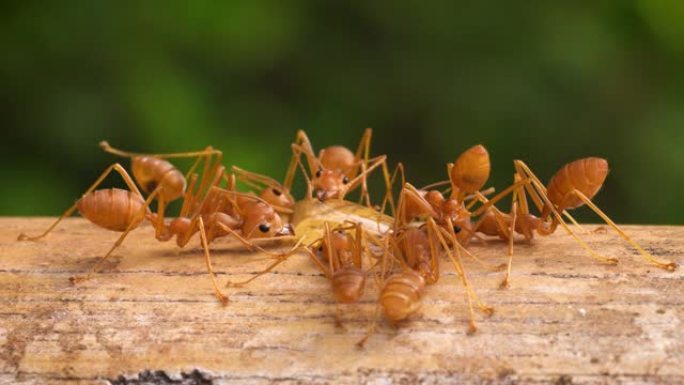 红火蚂蚁宏虫子蚁群生命