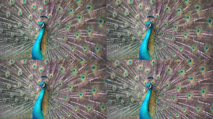 五颜六色的孔雀扩大了它的翅膀