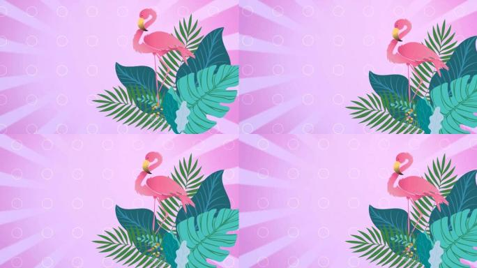 粉红色条纹背景上的火烈鸟和热带植物叶子的动画