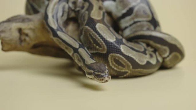 皇家蟒蛇或蟒蛇regius在米色背景下工作室的木制障碍上。一条带有斑点图案的蛇在爬行并看着相机。卷曲
