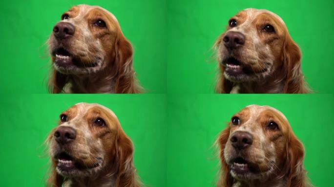 纯种家犬看着相机并呼吸色度键的特写镜头