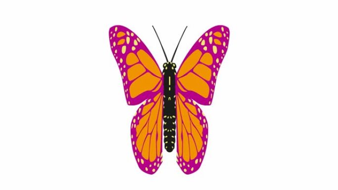 动画粉色橙色蝴蝶皮瓣。循环视频。孤立在白色背景上的平面矢量插图。