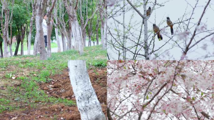 樱花雨中的鸟儿