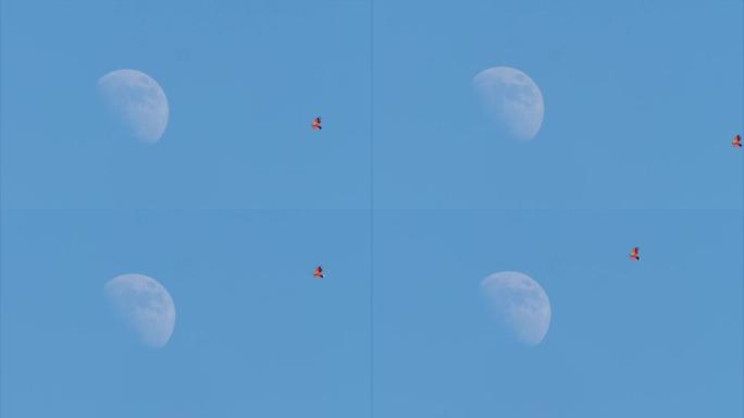 在夏天的下午，放风筝对抗蓝天和大半月，例如降落在月球上，童年自由玩具放松概念，4k实时镜头。