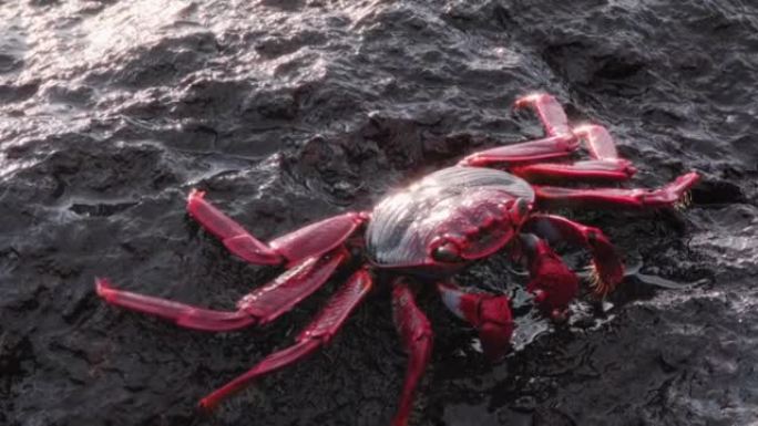 一只美丽的色彩鲜艳的螃蟹在大西洋的悬崖上躲避危险