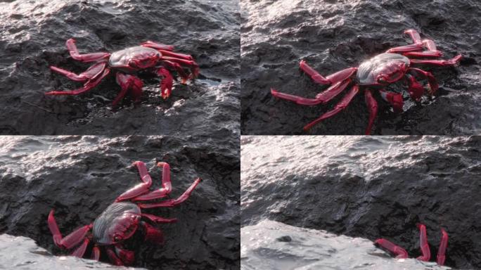 一只美丽的色彩鲜艳的螃蟹在大西洋的悬崖上躲避危险
