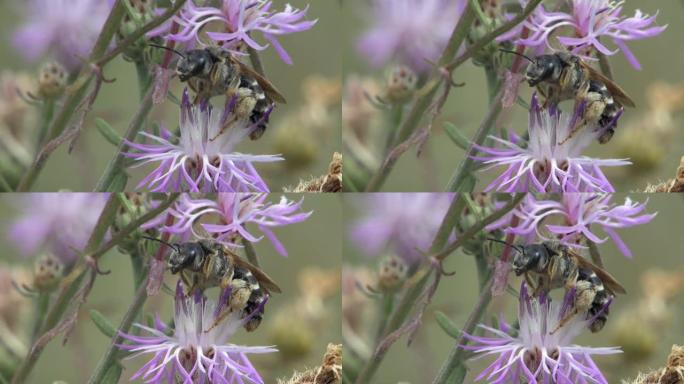 蜜蜂在一朵花上休息。