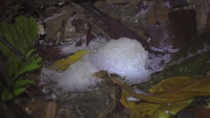 泡沫巢的青蛙的蛋漂浮在急流河溪水与落叶和分支在热带雨林。森林丛林中的夜间狩猎。