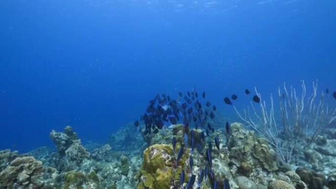 库拉索岛周围加勒比海珊瑚礁的绿松石水中有刺鱼群的海景