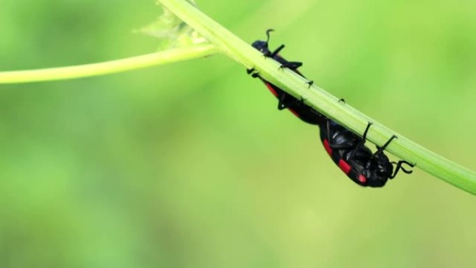 水泡甲虫坐在带有侧面复制空间的自然植物上