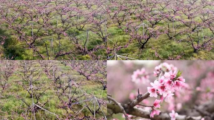 航拍无锡阳山水蜜桃园素材