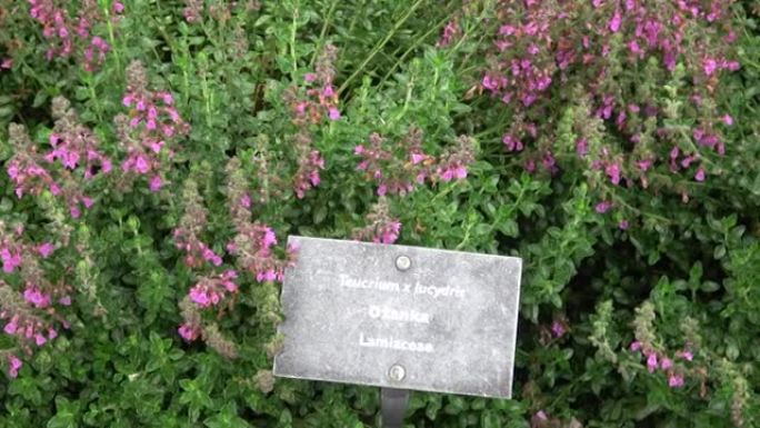 Teucydrium lucydris植物，粉红色花序。药用草药。