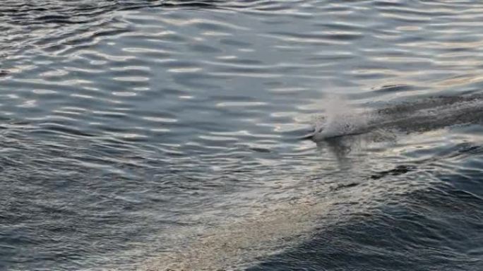 阿拉斯加的海豚跳出水面。阿拉斯加野生动物: 从阿拉斯加游轮上看到的太平洋白边海豚。