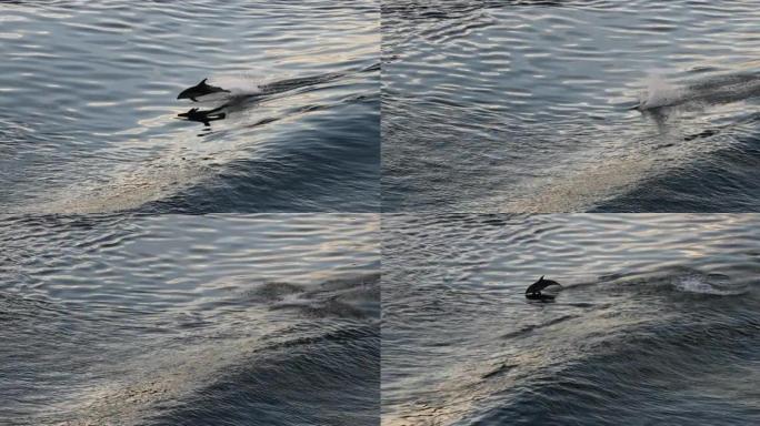 阿拉斯加的海豚跳出水面。阿拉斯加野生动物: 从阿拉斯加游轮上看到的太平洋白边海豚。