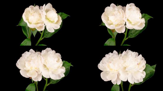 开启两朵美丽的白牡丹花的时光流逝