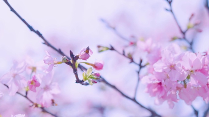 蜜蜂 樱花 采蜜 花