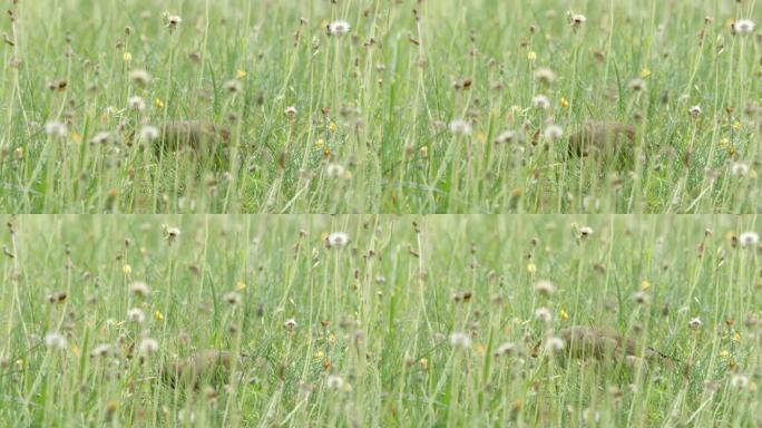 白俄罗斯春季的Greenfinch (Chloris chloris) 喂养鸟类