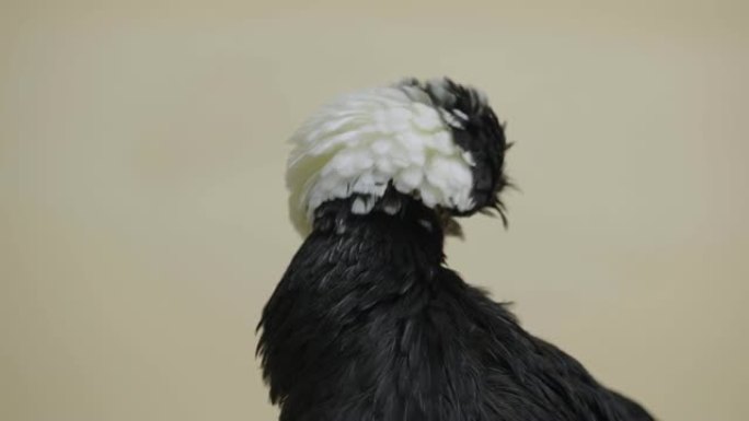 黑白凤头波兰鸡在米色背景工作室的白色背景下。有华丽独特发型的凤头鸟。可触摸动物园里欢快的家禽。特写