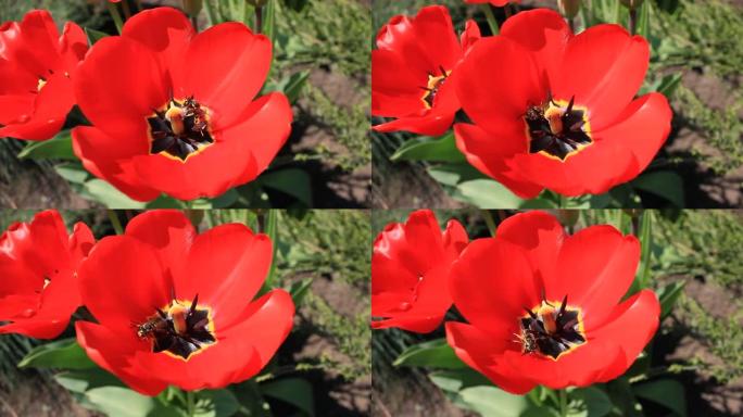 一只黄蜂在红色郁金香中爬行。花朵从昆虫爬行的风中飘动。自然，风