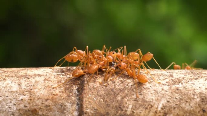 红火蚂蚁宏微距害虫生态