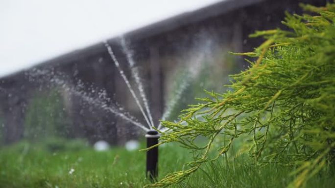 智能花园灌溉洒水草坪。水滴下的草