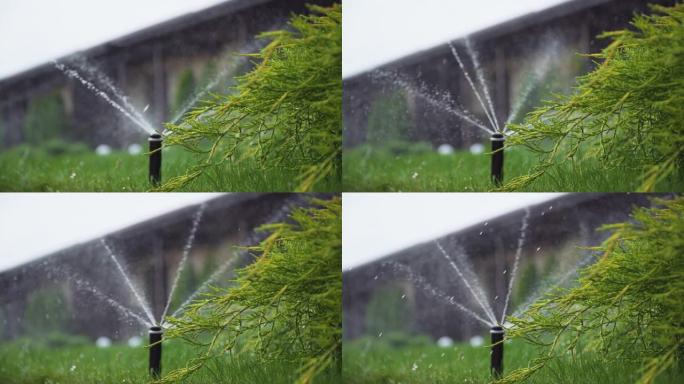 智能花园灌溉洒水草坪。水滴下的草