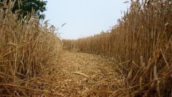 高清农场中成熟麦粒之间的小道