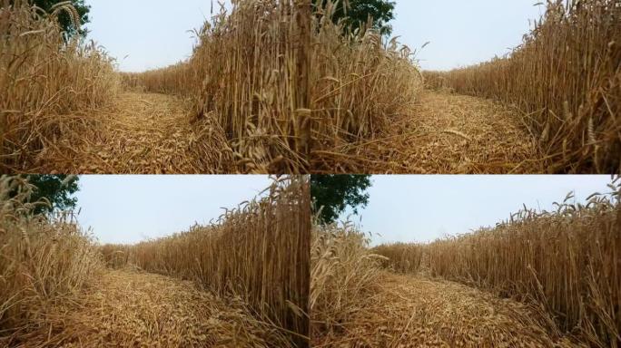 高清农场中成熟麦粒之间的小道