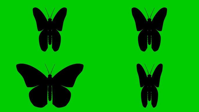 动画黑色蝴蝶襟翼。循环视频。孤立在绿色背景上的平面矢量插图。