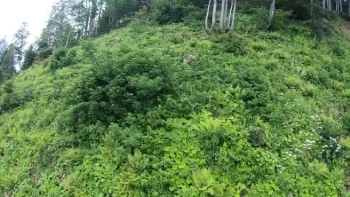 飞越草山斜坡，自然和植物。夏日全景。高加索，俄罗斯的欧洲部分