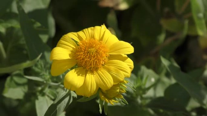 黄花Heliopsis (拉丁语.Heliopsis)