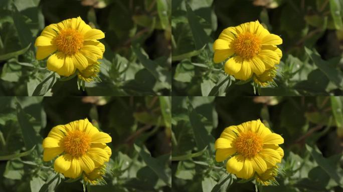 黄花Heliopsis (拉丁语.Heliopsis)