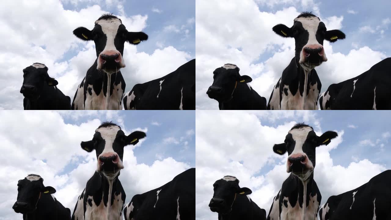 可爱而好奇的弗里斯兰荷斯坦奶牛肖像