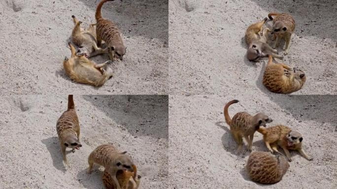 猫鼬，苏里卡塔·苏里卡塔跳来跳去，互相搏斗