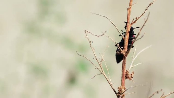 水泡甲虫坐在带有侧面复制空间的自然植物上