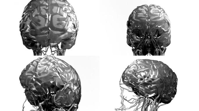 人脑解剖模型，医学图解