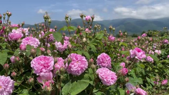 4k克里米亚粉红锦缎油玫瑰灌木特写山背景，当地焦点