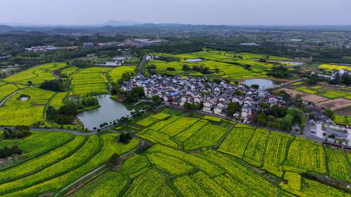 高淳油菜花 固城湖