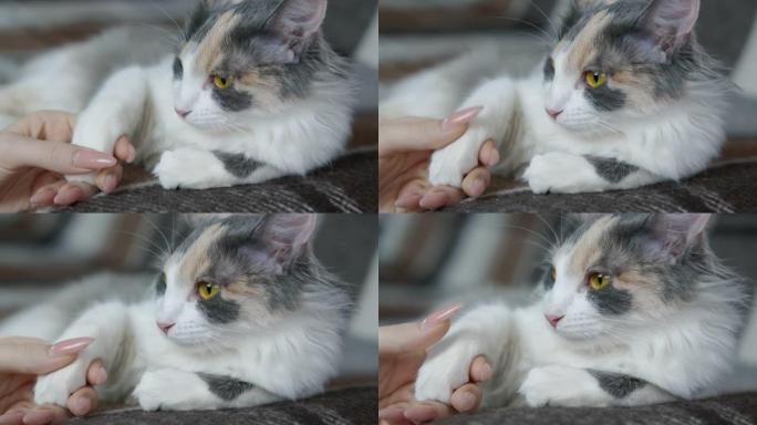 握住猫爪。