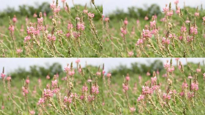 sainfoin美丽的粉红色野花从微风中慢慢移动，阳光明媚的夏日