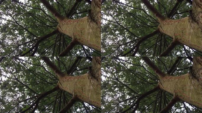 火鸡橡树 (栎树)-树冠
