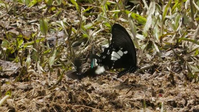 蝴蝶吃自然界中的矿物质。