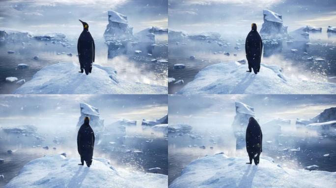 一只帝企鹅站在冰川上的暴风雪中，欣赏大海。冬季自然条件下巨大的高冰川。该动画非常适合自然和动物背景。
