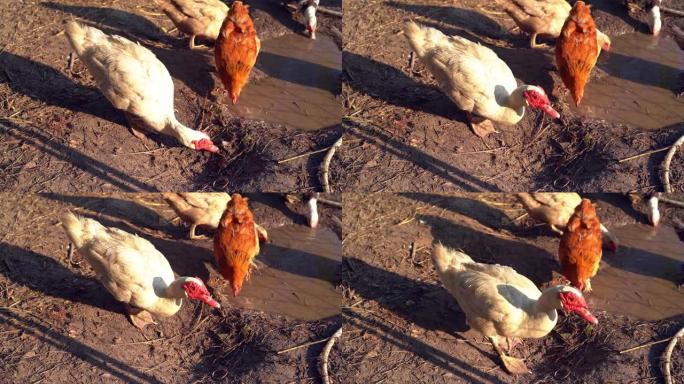 农场动物。白番鸭母在院子里吃。Cairina moschata自由放养。有机农场概念。选定焦点。