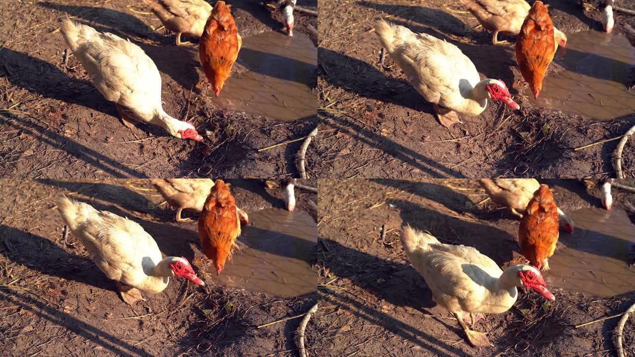 农场动物。白番鸭母在院子里吃。Cairina moschata自由放养。有机农场概念。选定焦点。