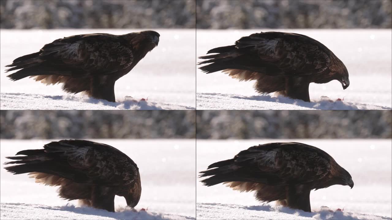 在芬兰针叶林寒冷的冬天，一只大金鹰(金鹰属)正在吃一具山兔