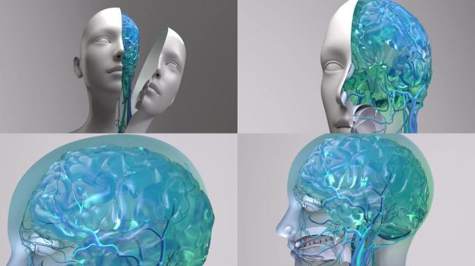 人脑解剖模型，医学图解