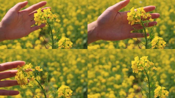 实拍手摸油菜花