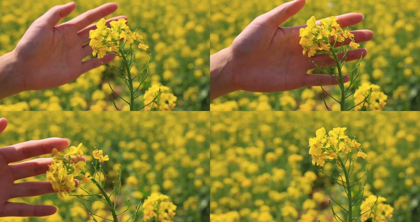 实拍手摸油菜花