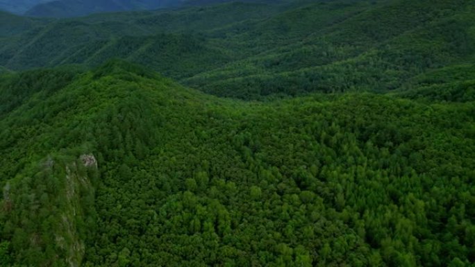 巨大的松树森林高山峰云海翻滚绿水青山生态